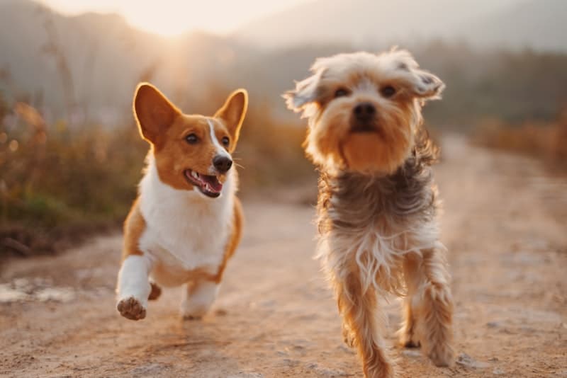 Confirm Species and Breed Specialization
