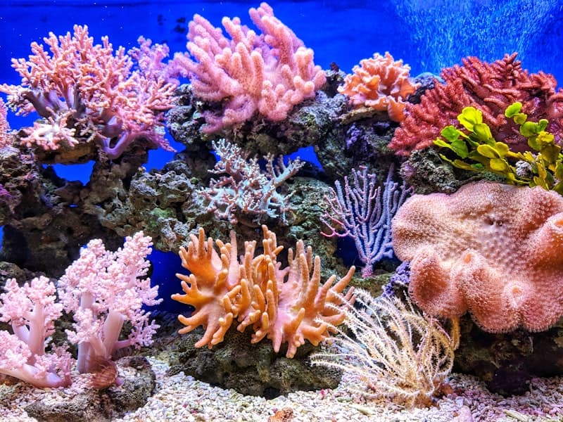 Finding Nemo (2003)