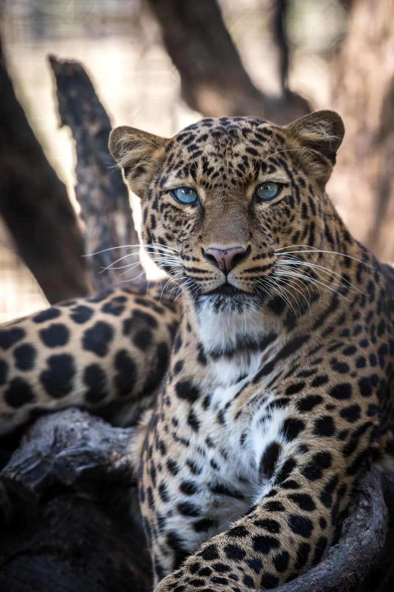 San Diego Zoo