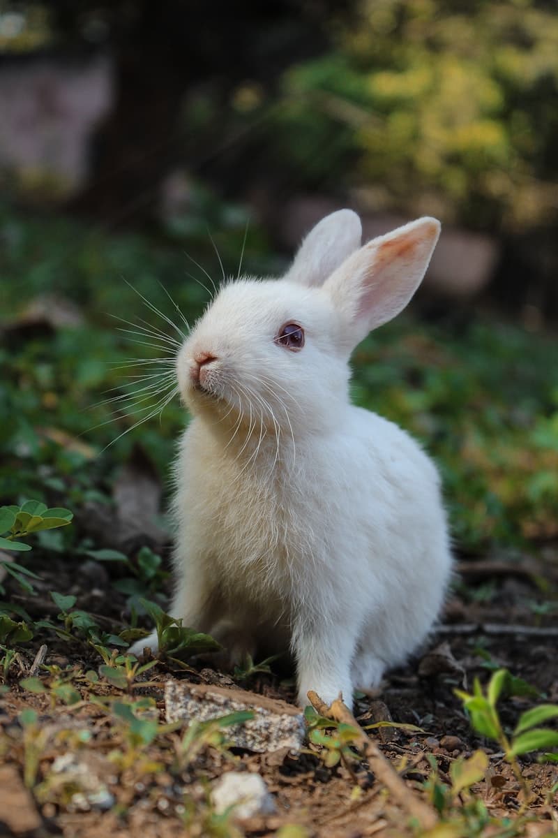 Rabbit Dietary Requirements