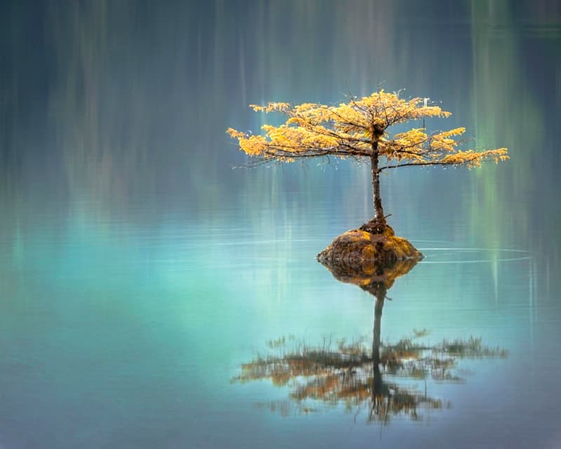 Calm App