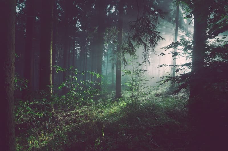 Forest