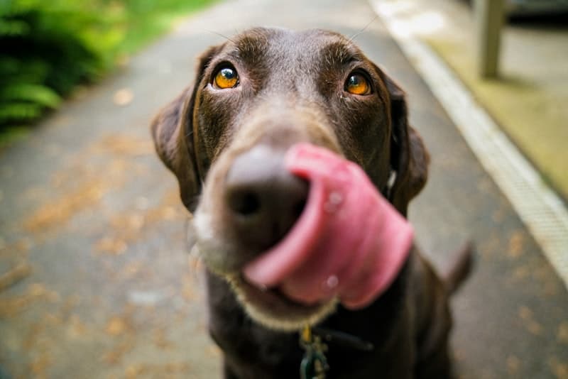 Dachshund