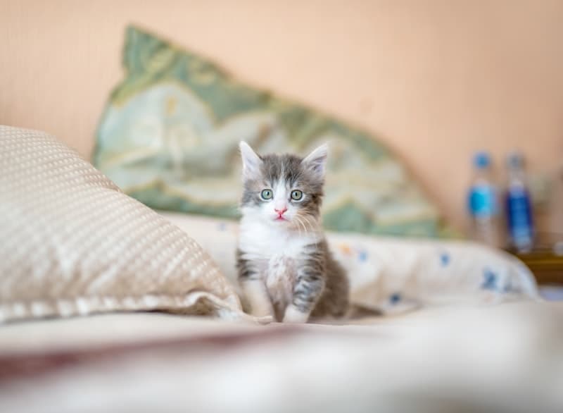 Maine Coon