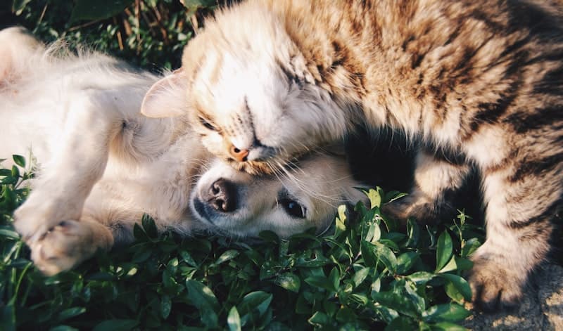 Pet Products and Accessories