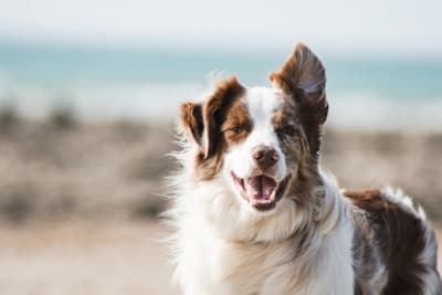 Revival Animal Health